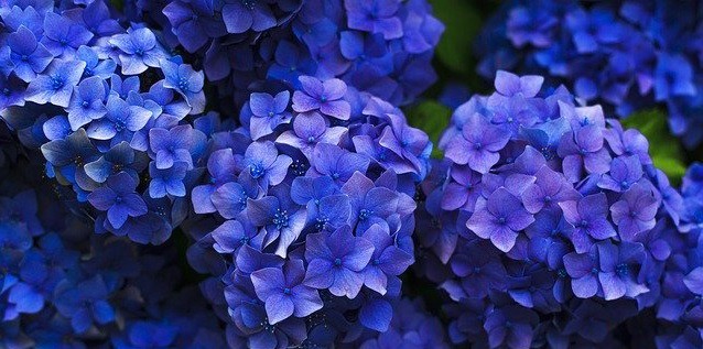 Blue Hydrangea flowers. 