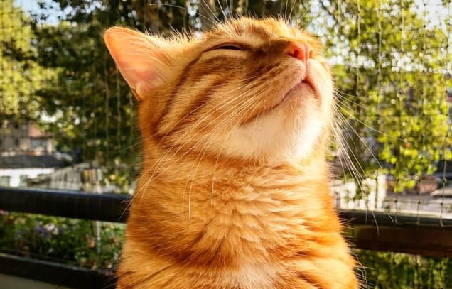Orange cat enjoying himself on balcony. How to cat proof a balcony feature image.