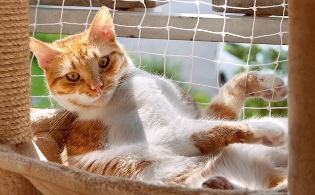 Orange cat relaxing in catio on balcony. 