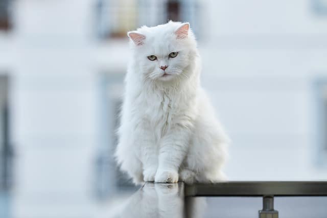 White cat on balcony railing