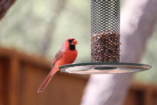 Redbird eating from bird feeder. Best bird feeder for apartment balcony