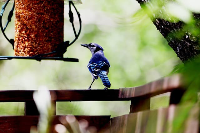 Blue bird sitting on balcony rail watching bird feeder. Best bird feeder for balcony
