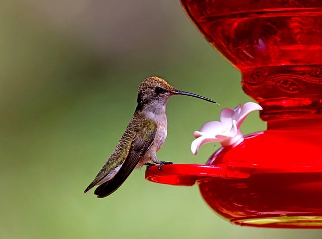 Hummingbird eating from red bird feeder. Balcony bird feeder