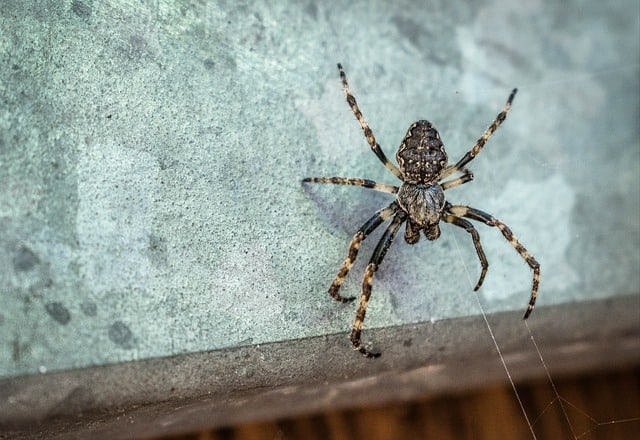 Big spider climbing on balcony. How to get rid of spiders on balcony feature image. 