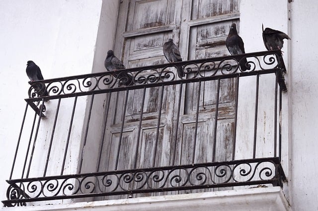 Group of birds sitting on balcony railing. How to keep birds off balcony feature image.