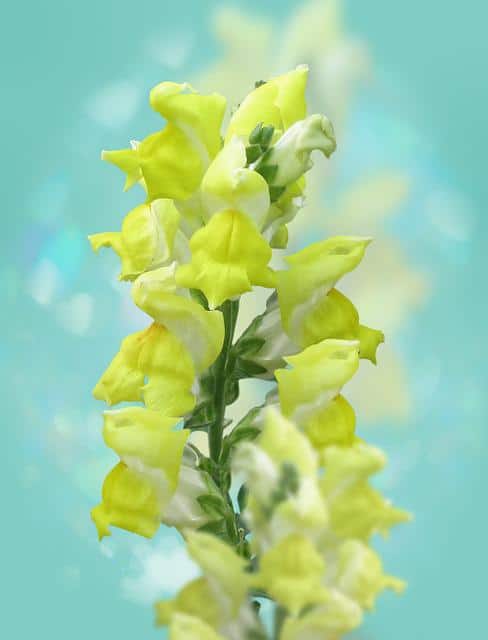 Yellow snapdragon with blue background.