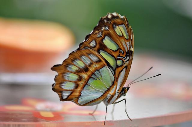 Butterfly sitting on balcony table. How to attract butterflies to your balcony feature image.