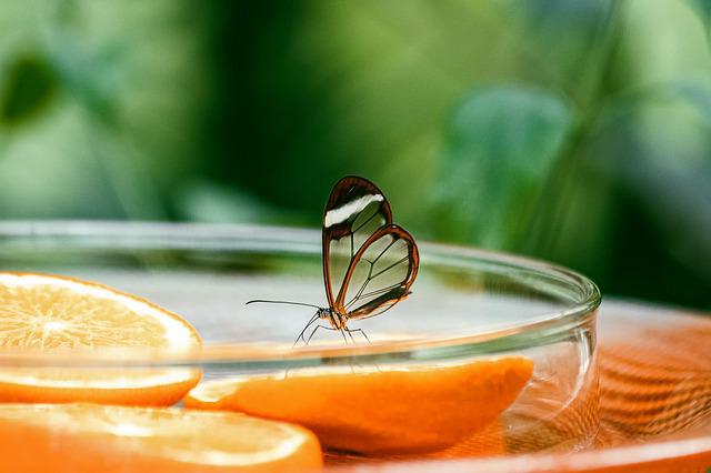Butterfly on balcony eating orange. 