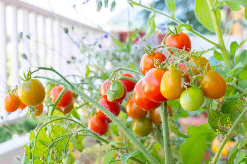 Photo of tomato plant on a balcony with small tomatoes. How to grow tomatoes on a balcony feature image.