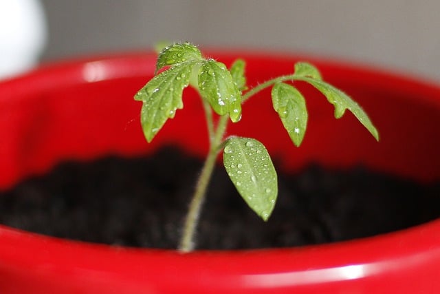 Small tomato plant from seed in big red pot. 