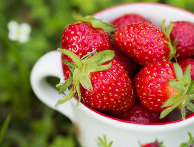 A cup of freshly plucked strawberries. How to grow strawberries on a balcony article feature image. 