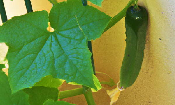 cucumber plant on balcony with yellow wall in background. Growing cucumbers on a balcony article feature image.