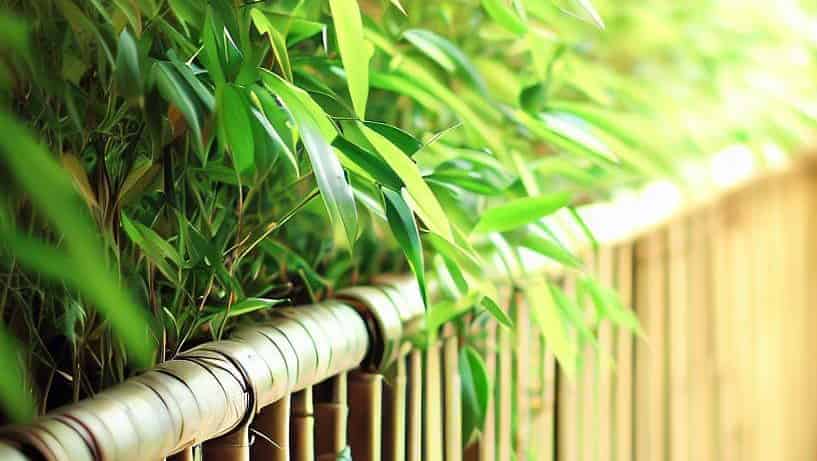 Bamboo plants on a balcony. 
