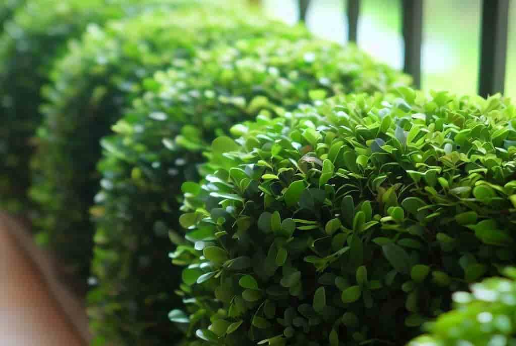 Image of several big boxwood plants forming a natural privacy screen on a balcony. Best tall potted plants for privacy, article feature image. 